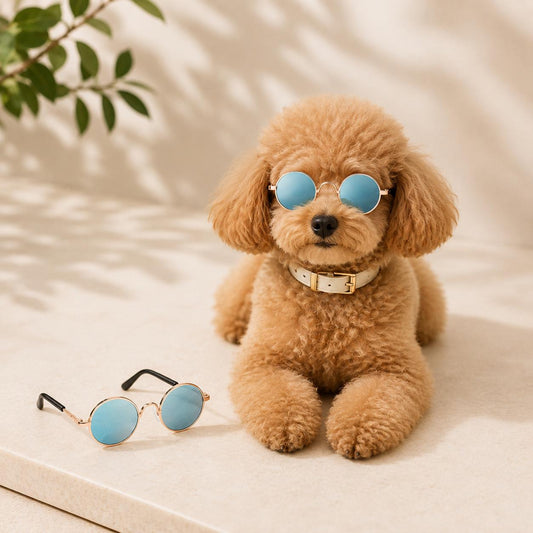 Moviora Premıum Pet Glasses